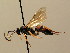  (Ichneumon nigrantennator - BC ZSM HYM 02651)  @14 [ ] CreativeCommons - Attribution Non-Commercial Share-Alike (2010) Unspecified SNSB, Zoologische Staatssammlung Muenchen