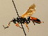  (Ichneumon caloscelis - BC ZSM HYM 02660)  @15 [ ] CreativeCommons - Attribution Non-Commercial Share-Alike (2010) Unspecified SNSB, Zoologische Staatssammlung Muenchen