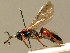  ( - BC ZSM HYM 02667)  @14 [ ] CreativeCommons - Attribution Non-Commercial Share-Alike (2010) Unspecified SNSB, Zoologische Staatssammlung Muenchen