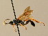  ( - BC ZSM HYM 02670)  @13 [ ] CreativeCommons - Attribution Non-Commercial Share-Alike (2010) Unspecified SNSB, Zoologische Staatssammlung Muenchen