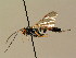  (Ichneumon insidiosus - BC ZSM HYM 02675)  @14 [ ] CreativeCommons - Attribution Non-Commercial Share-Alike (2010) Unspecified SNSB, Zoologische Staatssammlung Muenchen
