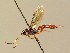  (Stenichneumon mustela - BC ZSM HYM 02702)  @13 [ ] CreativeCommons - Attribution Non-Commercial Share-Alike (2010) Unspecified SNSB, Zoologische Staatssammlung Muenchen