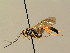  (Ichneumon jugicola - BC ZSM HYM 02704)  @14 [ ] CreativeCommons - Attribution Non-Commercial Share-Alike (2010) Unspecified SNSB, Zoologische Staatssammlung Muenchen