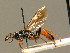  ( - BC ZSM HYM 02715)  @12 [ ] CreativeCommons - Attribution Non-Commercial Share-Alike (2010) Unspecified SNSB, Zoologische Staatssammlung Muenchen