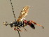  (Ichneumon sulcatoriops - BC ZSM HYM 02728)  @14 [ ] CreativeCommons - Attribution Non-Commercial Share-Alike (2010) Unspecified SNSB, Zoologische Staatssammlung Muenchen