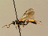  ( - BC ZSM HYM 02729)  @11 [ ] CreativeCommons - Attribution Non-Commercial Share-Alike (2010) Unspecified SNSB, Zoologische Staatssammlung Muenchen