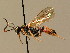  (Ichneumon minutorius - BC ZSM HYM 02740)  @15 [ ] CreativeCommons - Attribution Non-Commercial Share-Alike (2010) Unspecified SNSB, Zoologische Staatssammlung Muenchen