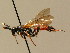  ( - BC ZSM HYM 02742)  @13 [ ] CreativeCommons - Attribution Non-Commercial Share-Alike (2010) Unspecified SNSB, Zoologische Staatssammlung Muenchen
