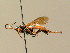  ( - BC ZSM HYM 02744)  @13 [ ] CreativeCommons - Attribution Non-Commercial Share-Alike (2010) Unspecified SNSB, Zoologische Staatssammlung Muenchen