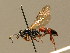  (Ichneumon spurius - BC ZSM HYM 02747)  @14 [ ] CreativeCommons - Attribution Non-Commercial Share-Alike (2010) Unspecified SNSB, Zoologische Staatssammlung Muenchen
