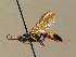  ( - BC ZSM HYM 02752)  @14 [ ] CreativeCommons - Attribution Non-Commercial Share-Alike (2010) Unspecified SNSB, Zoologische Staatssammlung Muenchen