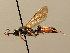  (Ichneumon suspiciosus - BC ZSM HYM 02764)  @14 [ ] CreativeCommons - Attribution Non-Commercial Share-Alike (2010) Unspecified SNSB, Zoologische Staatssammlung Muenchen