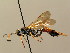  (Ichneumon terminatorius - BC ZSM HYM 02767)  @14 [ ] CreativeCommons - Attribution Non-Commercial Share-Alike (2010) Unspecified SNSB, Zoologische Staatssammlung Muenchen