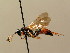 (Ichneumon vafer - BC ZSM HYM 02776)  @13 [ ] CreativeCommons - Attribution Non-Commercial Share-Alike (2010) Unspecified SNSB, Zoologische Staatssammlung Muenchen