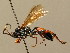 (Ichneumon saxifragator - BC ZSM HYM 02789)  @13 [ ] CreativeCommons - Attribution Non-Commercial Share-Alike (2010) Unspecified SNSB, Zoologische Staatssammlung Muenchen