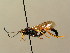  (Ichneumon megapodius - BC ZSM HYM 02801)  @13 [ ] CreativeCommons - Attribution Non-Commercial Share-Alike (2010) Unspecified SNSB, Zoologische Staatssammlung Muenchen
