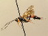 (Ichneumon palugracilicornis - BC ZSM HYM 02804)  @14 [ ] CreativeCommons - Attribution Non-Commercial Share-Alike (2010) Unspecified SNSB, Zoologische Staatssammlung Muenchen