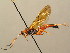  (Lymantrichneumon - BC ZSM HYM 02838)  @14 [ ] CreativeCommons - Attribution Non-Commercial Share-Alike (2010) Unspecified SNSB, Zoologische Staatssammlung Muenchen