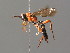  (Neotypus - BC ZSM HYM 03423)  @11 [ ] CreativeCommons - Attribution Non-Commercial Share-Alike (2010) Stefan Schmidt SNSB, Zoologische Staatssammlung Muenchen