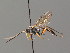  (Platylabus sp - BC ZSM HYM 03458)  @11 [ ] CreativeCommons - Attribution Non-Commercial Share-Alike (2010) Stefan Schmidt SNSB, Zoologische Staatssammlung Muenchen
