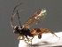  (Platylabus minor - BC ZSM HYM 03498)  @11 [ ] CreativeCommons - Attribution Non-Commercial Share-Alike (2010) Stefan Schmidt SNSB, Zoologische Staatssammlung Muenchen