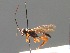  ( - BC ZSM HYM 03499)  @11 [ ] CreativeCommons - Attribution Non-Commercial Share-Alike (2010) Stefan Schmidt SNSB, Zoologische Staatssammlung Muenchen