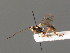  ( - BC ZSM HYM 03501)  @11 [ ] CreativeCommons - Attribution Non-Commercial Share-Alike (2010) Stefan Schmidt SNSB, Zoologische Staatssammlung Muenchen