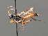  (Pseudoplatylabus - BC ZSM HYM 03516)  @14 [ ] CreativeCommons - Attribution Non-Commercial Share-Alike (2010) Stefan Schmidt SNSB, Zoologische Staatssammlung Muenchen