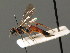  ( - BC ZSM HYM 03518)  @11 [ ] CreativeCommons - Attribution Non-Commercial Share-Alike (2010) Stefan Schmidt SNSB, Zoologische Staatssammlung Muenchen