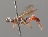  (Hoplismenus krapensis - BC ZSM HYM 03524)  @14 [ ] CreativeCommons - Attribution Non-Commercial Share-Alike (2010) Stefan Schmidt SNSB, Zoologische Staatssammlung Muenchen