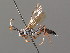  ( - BC ZSM HYM 03526)  @11 [ ] CreativeCommons - Attribution Non-Commercial Share-Alike (2010) Stefan Schmidt SNSB, Zoologische Staatssammlung Muenchen