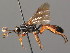  ( - BC ZSM HYM 03551)  @11 [ ] CreativeCommons - Attribution Non-Commercial Share-Alike (2010) Stefan Schmidt SNSB, Zoologische Staatssammlung Muenchen