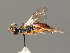  ( - BC ZSM HYM 03561)  @11 [ ] CreativeCommons - Attribution Non-Commercial Share-Alike (2010) Stefan Schmidt SNSB, Zoologische Staatssammlung Muenchen