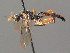  (Cratichneumon fabricator - BC ZSM HYM 03565)  @11 [ ] CreativeCommons - Attribution Non-Commercial Share-Alike (2010) Stefan Schmidt SNSB, Zoologische Staatssammlung Muenchen
