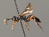  ( - BC ZSM HYM 03579)  @11 [ ] CreativeCommons - Attribution Non-Commercial Share-Alike (2010) Stefan Schmidt SNSB, Zoologische Staatssammlung Muenchen