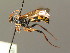  ( - BC ZSM HYM 03587)  @11 [ ] CreativeCommons - Attribution Non-Commercial Share-Alike (2010) Stefan Schmidt SNSB, Zoologische Staatssammlung Muenchen