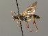  ( - BC ZSM HYM 03588)  @13 [ ] CreativeCommons - Attribution Non-Commercial Share-Alike (2010) Stefan Schmidt SNSB, Zoologische Staatssammlung Muenchen