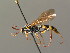  ( - BC ZSM HYM 03589)  @11 [ ] CreativeCommons - Attribution Non-Commercial Share-Alike (2010) Stefan Schmidt SNSB, Zoologische Staatssammlung Muenchen