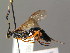  (Diphyus quadripunctorius - BC ZSM HYM 03614)  @14 [ ] CreativeCommons - Attribution Non-Commercial Share-Alike (2010) Stefan Schmidt SNSB, Zoologische Staatssammlung Muenchen
