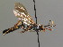  (Diphyus restituor - BC ZSM HYM 03627)  @11 [ ] CreativeCommons - Attribution Non-Commercial Share-Alike (2010) Stefan Schmidt SNSB, Zoologische Staatssammlung Muenchen
