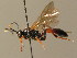  ( - BC ZSM HYM 03634)  @13 [ ] CreativeCommons - Attribution Non-Commercial Share-Alike (2010) Stefan Schmidt SNSB, Zoologische Staatssammlung Muenchen