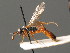  ( - BC ZSM HYM 03642)  @11 [ ] CreativeCommons - Attribution Non-Commercial Share-Alike (2010) Stefan Schmidt SNSB, Zoologische Staatssammlung Muenchen