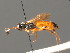  ( - BC ZSM HYM 03645)  @11 [ ] CreativeCommons - Attribution Non-Commercial Share-Alike (2010) Stefan Schmidt SNSB, Zoologische Staatssammlung Muenchen