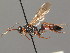  (Ichneumon daphne - BC ZSM HYM 03660)  @14 [ ] CreativeCommons - Attribution Non-Commercial Share-Alike (2010) Stefan Schmidt SNSB, Zoologische Staatssammlung Muenchen