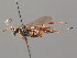  ( - BC ZSM HYM 03663)  @11 [ ] CreativeCommons - Attribution Non-Commercial Share-Alike (2010) Stefan Schmidt SNSB, Zoologische Staatssammlung Muenchen