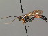  (Ichneumon gracilicornis - BC ZSM HYM 03669)  @14 [ ] CreativeCommons - Attribution Non-Commercial Share-Alike (2010) Stefan Schmidt SNSB, Zoologische Staatssammlung Muenchen