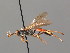  (Ichneumon vivacior - BC ZSM HYM 03673)  @11 [ ] CreativeCommons - Attribution Non-Commercial Share-Alike (2010) Stefan Schmidt SNSB, Zoologische Staatssammlung Muenchen
