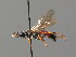  (Ichneumon vivacior - BC ZSM HYM 03678)  @11 [ ] CreativeCommons - Attribution Non-Commercial Share-Alike (2010) Stefan Schmidt SNSB, Zoologische Staatssammlung Muenchen