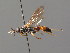  ( - BC ZSM HYM 03679)  @11 [ ] CreativeCommons - Attribution Non-Commercial Share-Alike (2010) Stefan Schmidt SNSB, Zoologische Staatssammlung Muenchen