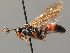 ( - BC ZSM HYM 03682)  @11 [ ] CreativeCommons - Attribution Non-Commercial Share-Alike (2010) Stefan Schmidt SNSB, Zoologische Staatssammlung Muenchen